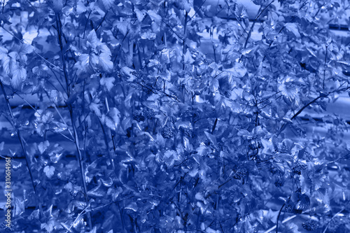 Trend color 2020 classic blue. Young foliage in a fashionable blue color. Trendy color concept of the year, classic blue background. Top view mock up for design. Close-up. Selective focus