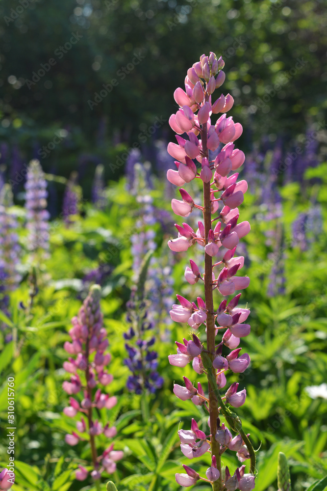 Beautiful pink lupin flowers in sunny garden.