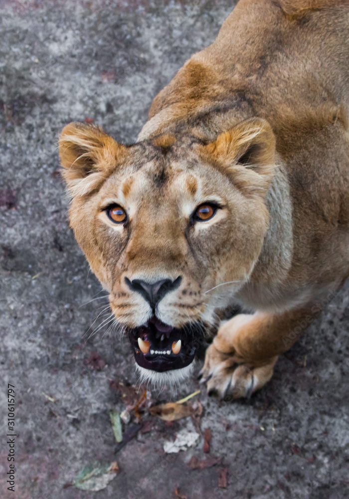 Fototapeta premium predatory interest of big cat portrait of a muzzle of a curious peppy lioness close-up discolored coat, bright orange eyes.