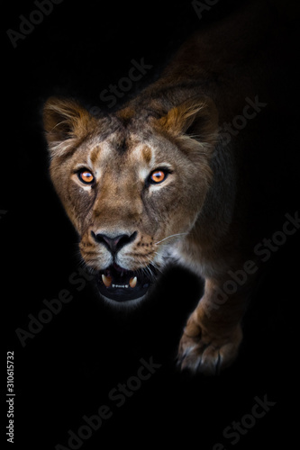 In the dark Lioness look and roaring mouth. predatory interest of  big cat portrait of a muzzle of a curious peppy lioness close-up © Mikhail Semenov