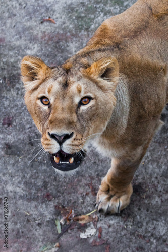 Lioness look and roaring mouth. predatory interest of big cat portrait of a muzzle of a curious peppy lioness close-up