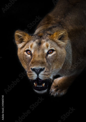 In the dark Lioness look and roaring mouth. predatory interest of big cat portrait of a muzzle of a curious peppy lioness close-up
