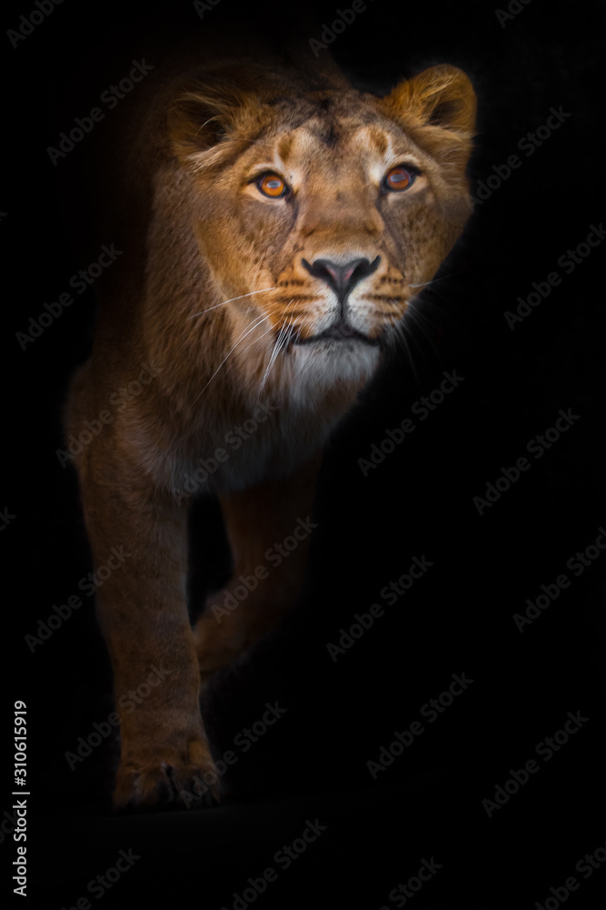 In the dark  curious beast. predatory interest of  big cat portrait of a muzzle of a curious peppy lioness close-up