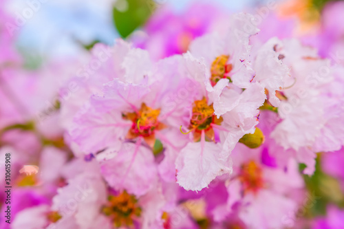 Lagerstroemia macrocarpa Wall Flower,Lythraceae,Queen's flower.