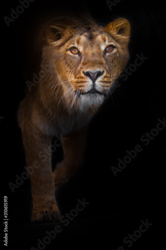 In the dark curious beast. predatory interest of big cat portrait of a muzzle of a curious peppy lioness close-up
