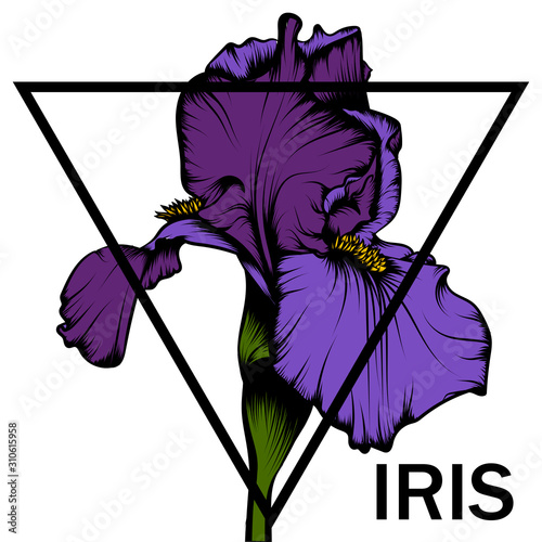 Beautiful illustration of iris in graphic style.
