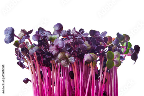 Fresh purple radish sprouts isolated on white. Microgreens. photo