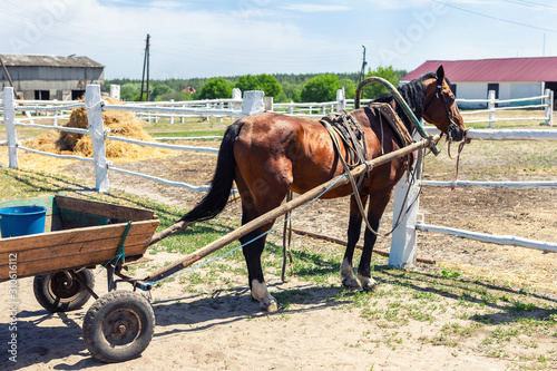 Beautiful chestnut brown horse harnessed with old wooden cart against white brick barn building at farm on background. Natural traditional rural scene. Countryside cottage outdoor landscape