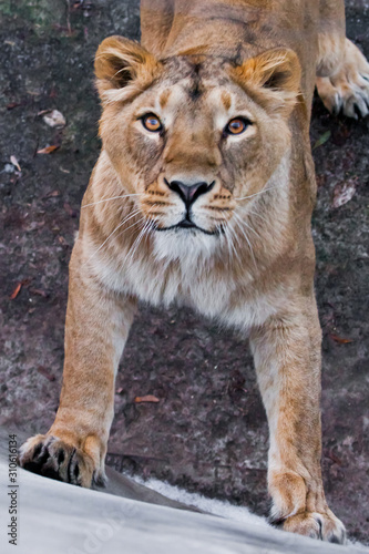 Powerful paws confident look.  predatory interest of  big cat portrait of a muzzle of a curious peppy lioness close-up