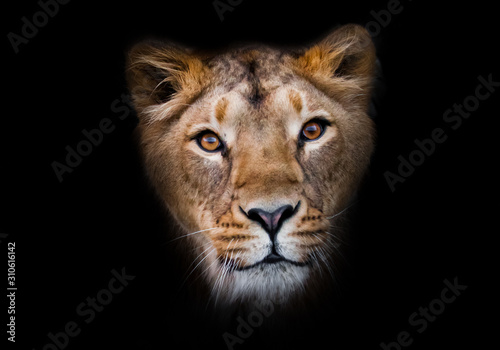 In the dark In the dark Powerful paws confident look.  predatory interest of  big cat portrait of a muzzle of a curious peppy lioness close-up