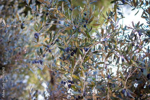 An Israeli olive tree, with olives on the tree.