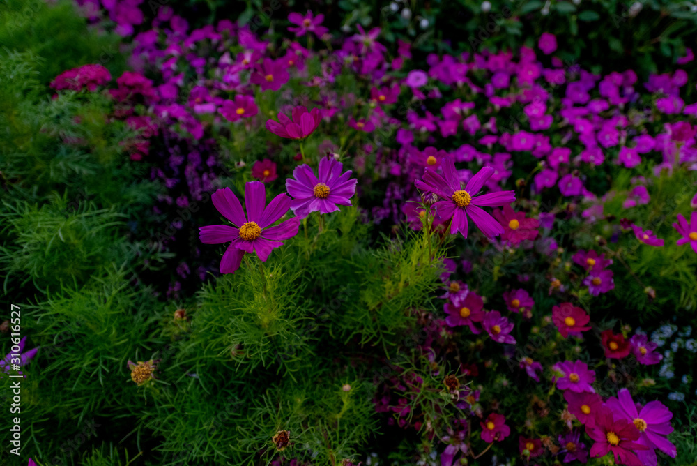 Fototapeta premium purple flowers in the garden
