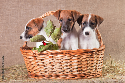 Three fox terrier puppies sitting in a basket on a burlap with a branch of viburnum