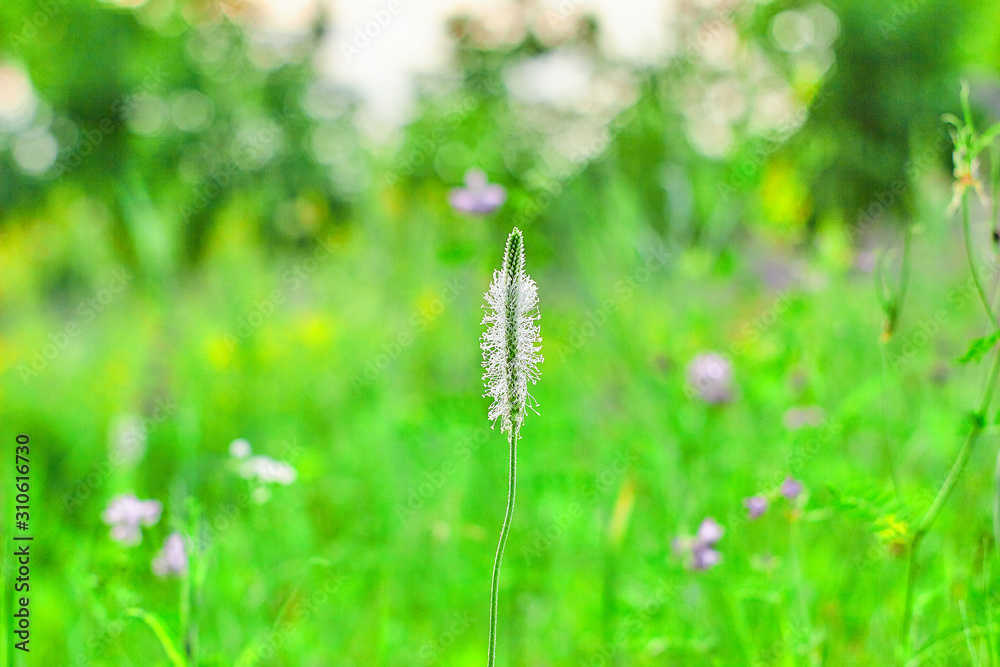 wild wild flowers with the background blurred wild wild flowers with the background blurred