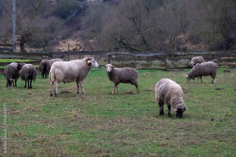 Fluffy sheep grazing and grassing on the farm land. Flock of sheep eating grass outdoor