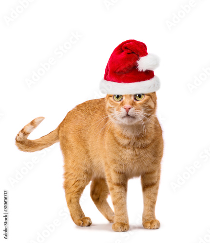 Red cat with Santa hat © gertrudda