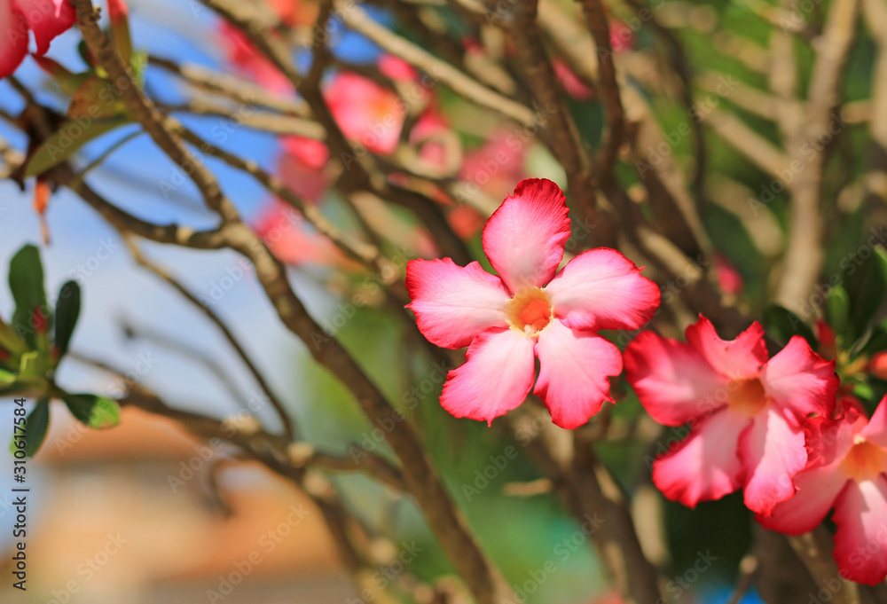 Obraz premium Pink Azalea flowers in the summer garden
