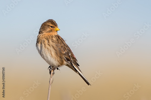 Twite Perched