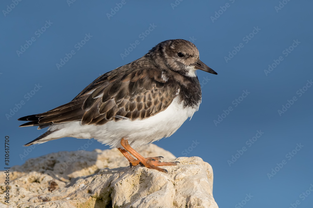 Turnstone on Rocks Turnstone on Rocks