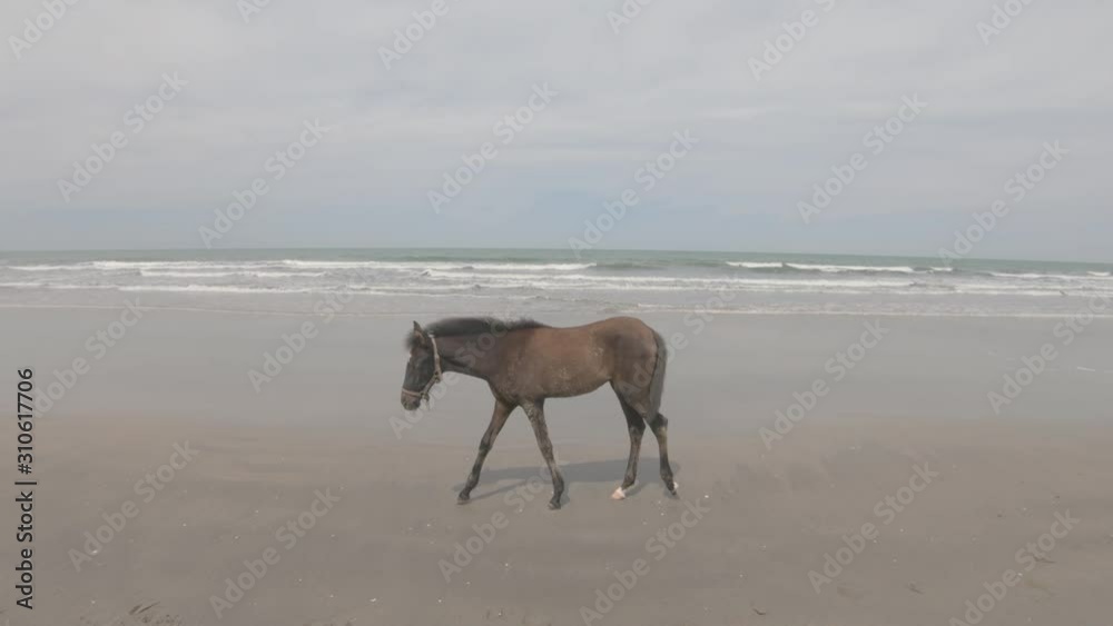 Single horse walking on sandy beach by the calm ocean Single horse walking on sandy beach by the calm ocean