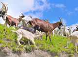 herd of goats in a meadow with babies