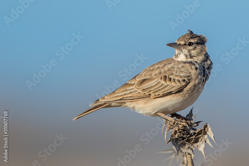 Thekla Lark Perched