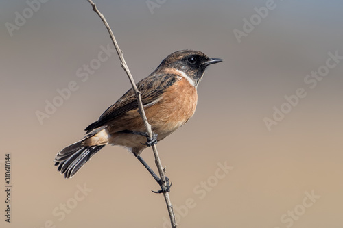 Stonechat Perched