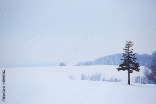 北海道の雪景色  © kiyopayo