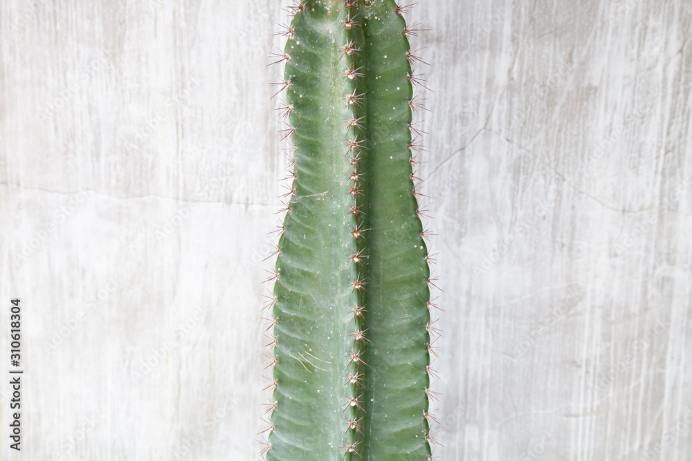 Naklejka premium Cactus plant with concrete wall