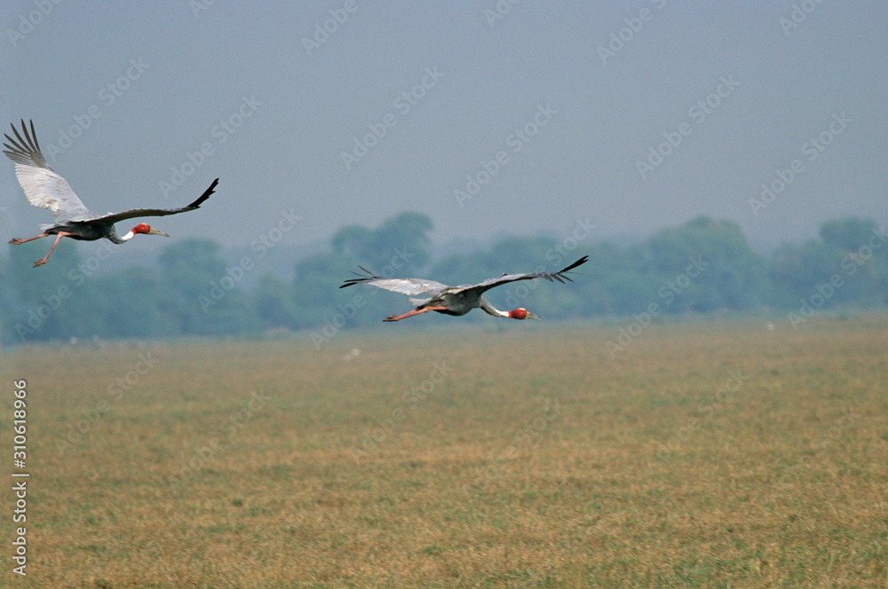 Fototapeta premium Sarus Crane, Grus antigone in flight&nbsp;