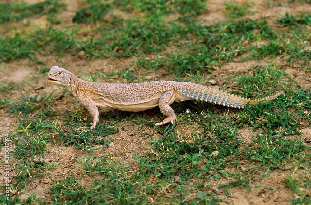 Spiny Tailed Lizard, Uromastyx hardwickii Spiny Tailed Lizard, Uromastyx hardwickii