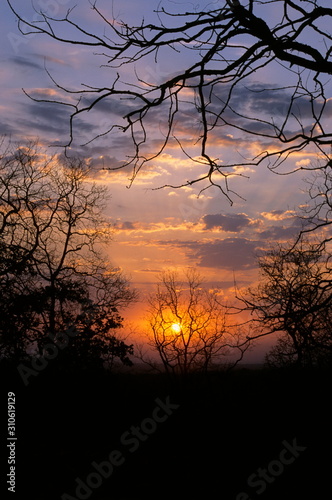 Sunrise at Tadoba National Park, Maharashtra, India  © RealityImages