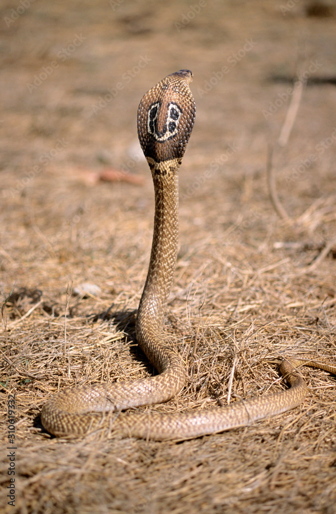 Obraz premium Indian Spectacled Cobra, (Naja naja), Well known snake from stories and literature.