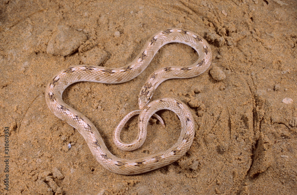 Sind Awl Headed Snake Lytorhyncus paradoxus, Sind Awl Headed Snake Lytorhyncus paradoxus,