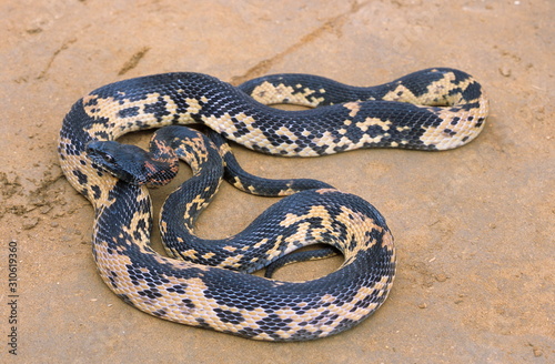 Royal Snake, Spalerosophis atriceps, North India 