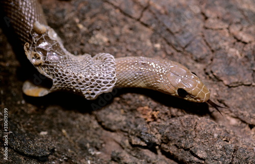 Cuadro en lienzo Moulting in the snake. 