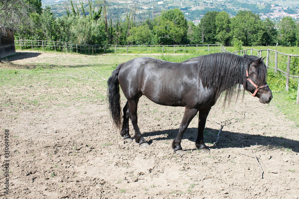 Lonely black horse grazing in the middle of the vegetation