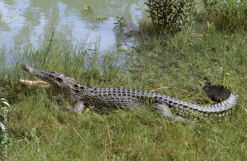 Photos Estuarine crocodile at Sunderbans, West bengal, India
