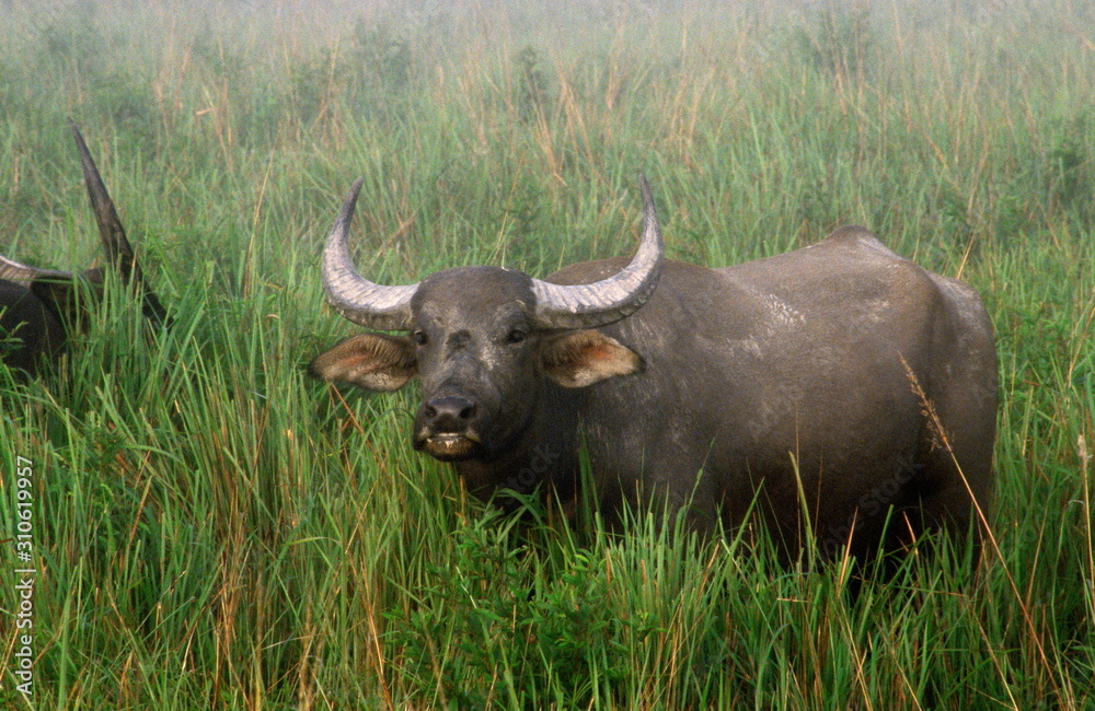 Indian Wild Buffalo, Kaziranga, Assam, India
