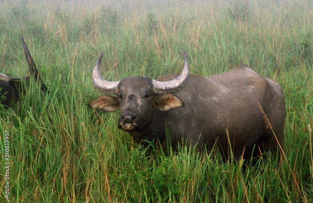 Indian Wild Buffalo, Kaziranga, Assam, India Indian Wild Buffalo, Kaziranga, Assam, India