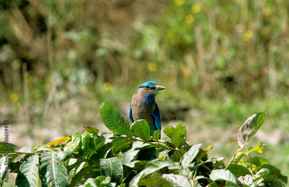 Obraz premium Indian Roller, Kaziranga, Assam, India