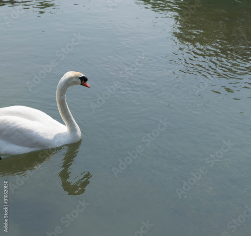 Lonely white swan in a lake