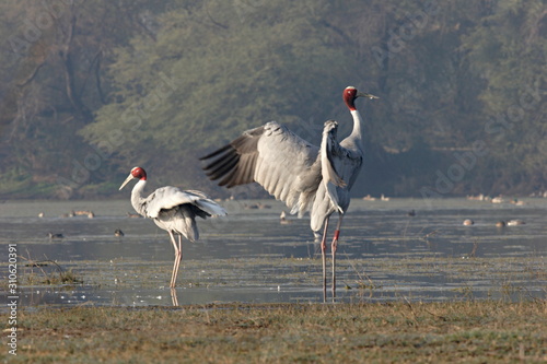 The Sarus Crane, Grus antigone at Bharatpur, India photo