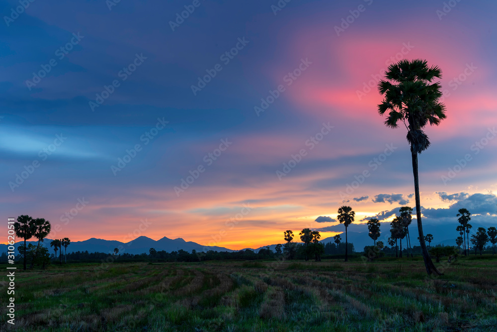 The palm trees in the fields are harvested in the evening time.