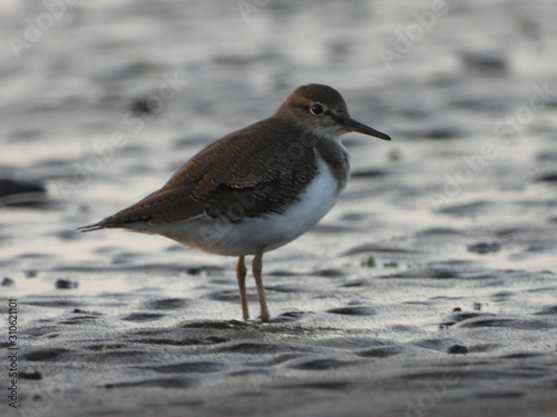 Common sandpiper (Actitis hypoleucos) is a bird species from the family Scolopacidae, of the genus Actitis. This bird is a type of crustacean-eating birds, insects, invertebrates