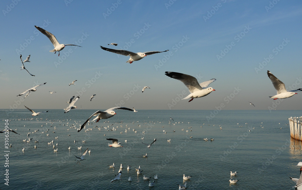 Group of Seagulls flying and floating on the sea surface , Seagull with blue sky in background at Bang Poo Recreational Retreat, Migratory birds in winter, Thailand