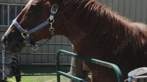 A large brown horse wanders around its enclosure while neighing.