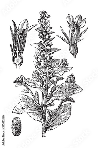 Lobelia inflata - Indian tobacco / vintage illustration from Brockhaus Konversations-Lexikon 1908