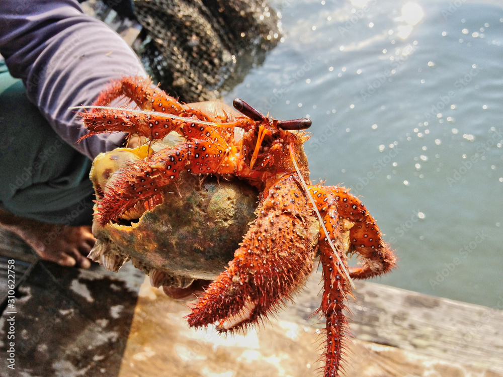 Thai fisherman hold alive big orange marine (saltwater) hermit crab with  scavenged mollusc shell (empty seashell) in hand ,which is aquatic animals  in decapod crustaceans of superfamily Paguroidea Stock Photo | Adobe