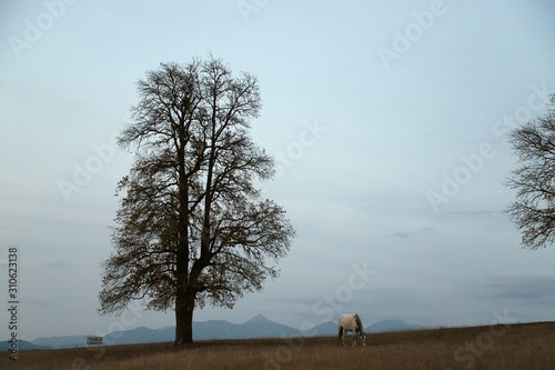 This is a picture of a solitary horse standing beside a bare tree in a foggy field.